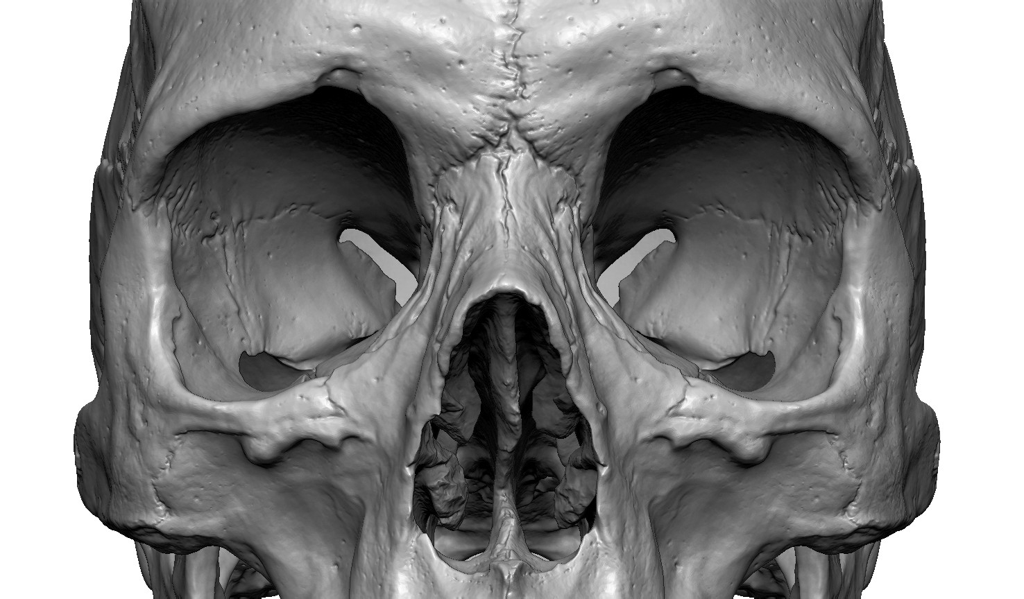Female human skull- realistic 3d print model- 3 scales set 3D print model